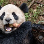 San Diego Zoo to welcome pair of giant pandas from China under conservation partnership