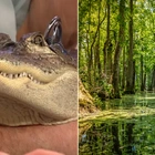 Emotional support alligator 'stolen' in Georgia, prompting frantic cries from owner and social media fans