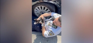 SEE IT: Veteran NYPD officer rescues kitten caught under car