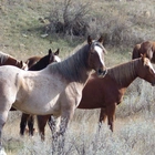 Wild horses to remain in North Dakota's Theodore Roosevelt National Park, lawmaker says