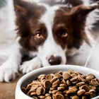 Pedigree dog food recall affects hundreds of bags in 4 states. See if you're among them.
