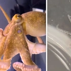 Pet octopus gift for son leads to an ‘uh oh moment’