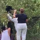 'I tried telling them to stop': Video shows people yank bear cubs from tree for selfie