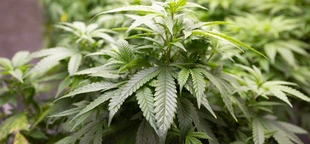 DEA seeks to reclassify marijuana, allow prescriptions for first time: Reports