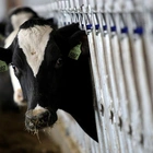 USDA to test ground beef in U.S. states with outbreaks of bird flu in dairy cows