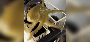 9-year-old's pet octopus adventures go viral on TikTok