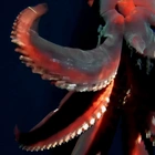 Rare footage shows deep-sea creature attacking camera