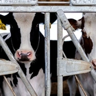 Bird flu could spread to cows outside US, head of WHO flu program says