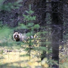Grizzly bear attack prompts closure of a mountain in Grand Teton