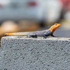 Invasive African lizard spotted moving north in Florida