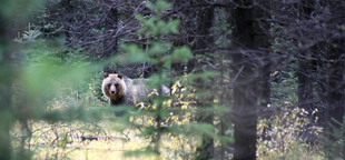 Surprise grizzly attack prompts closure of a mountain in Grand Teton