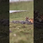 Tiger Kills Crocodile And Is Filmed Feasting On It With Her Cubs