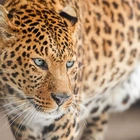 30 Most Dangerous Animals in Africa