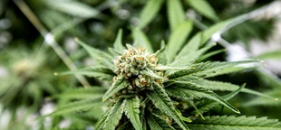 US Agency Recommends Reclassifying Marijuana as Less Dangerous Drug