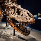 The evolutionary twist that could have helped dinosaurs rule Earth