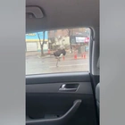 Ostrich runs through traffic in South Korea after escaping zoo