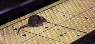 NYC issues warning of infectious disease spread by rat urine after record year of reported cases