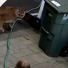 Terrifying moment family comes face-to-face with cougar caught on camera