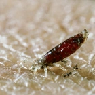 Body lice may have spread plague more than thought, science suggests