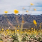Tall flowers, dead shrubs, ephemeral lake: Death Valley has become a picture of climate whiplash