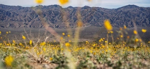 Tall flowers, dead shrubs, ephemeral lake: Death Valley has become a picture of climate whiplash