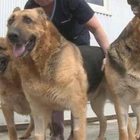 1-Year-Old Boy Dies Following Vicious Attack By 3 German Shepherds Weighing 80kg
