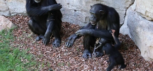 Grieving chimpanzee nurtures her dead baby for months at Spanish zoo