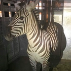 Escaped zebra captured near Seattle after gallivanting around Cascade mountain foothills for days
