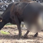 Farmer thinks cow is pregnant, but ‘got the surprise of his life when the cow gave birth’!