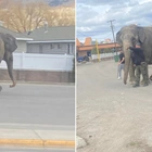 Viola the circus elephant with history of escapes breaks free again in Montana, heads toward casino slots
