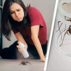 Reason you should never kill a spider in your own home