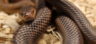 Hospital begs for snakebite victims to stop bringing in serpents when seeking help: 'Puts the staff at risk'