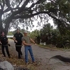 Florida authorities in video wrangle, remove massive alligator from pathway frequented by schoolchildren