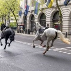 Two riderless horses contained by police as ‘a number' run through central London