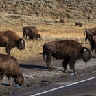 Idaho man arrested for kicking Yellowstone bison while drunk: officials