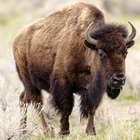 Man accused of kicking bison at Yellowstone, arrested on alcohol charge