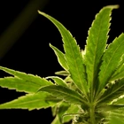 Good News To Marijuana Users As This Move Is Taken But A Tough Warning Is Issued On It's Use
