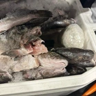 Border agents seize 50 pounds of meth hidden under fish