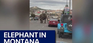 Video shows circus elephant briefly escapes, walks through Butte, Montana streets: Watch