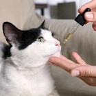 Is CBD Safe for Cats and Dogs?