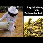 Guy Pours Liquid Nitrogen into a Huge Yellow Jacket Nest