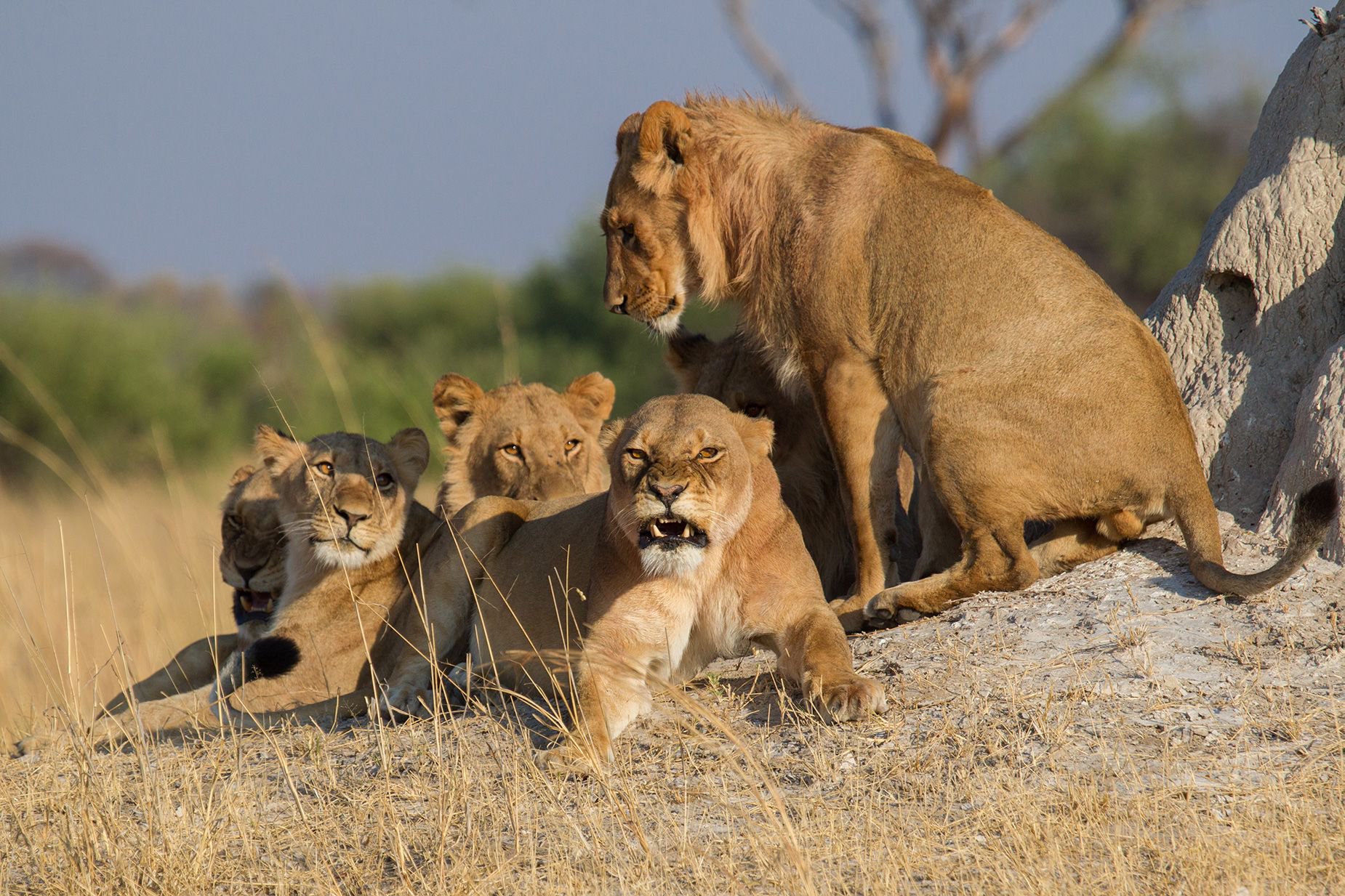 A young male lion stands over a group of females. If you are disturbing a pride, they'll let you know. You'll hear growls and their tails will be raised and swaying.