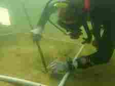 The scuba diver measures seagrass at the bottom on the east bay with a measuring stick.