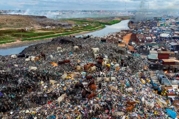 Cows at an informal landfill site in Accra.