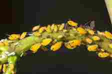 Milkweed aphids are among pests to be aware of. (Getty Images)
