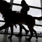 Dogs entering US must be 6 months old and microchipped to prevent spread of rabies, new rules say