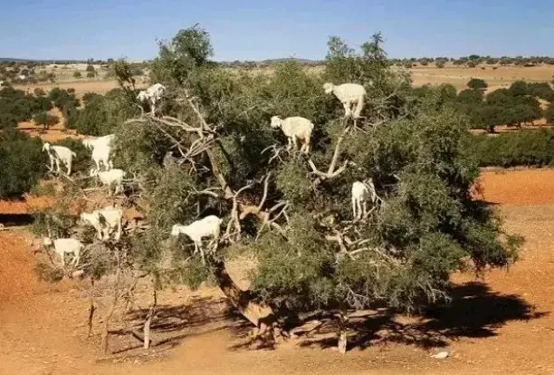 Here Main Reason Goats Climb Trees Morocco