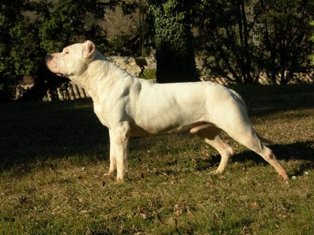 Check Out 5 Strongest Dogs In The World