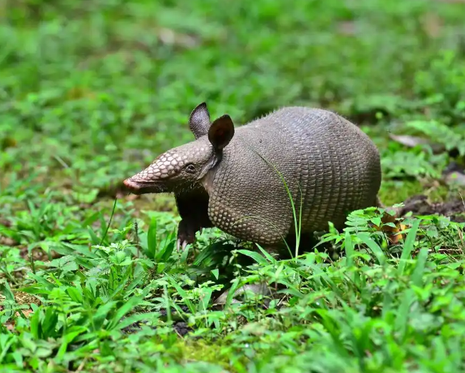 Armadillo Tea Pavilion