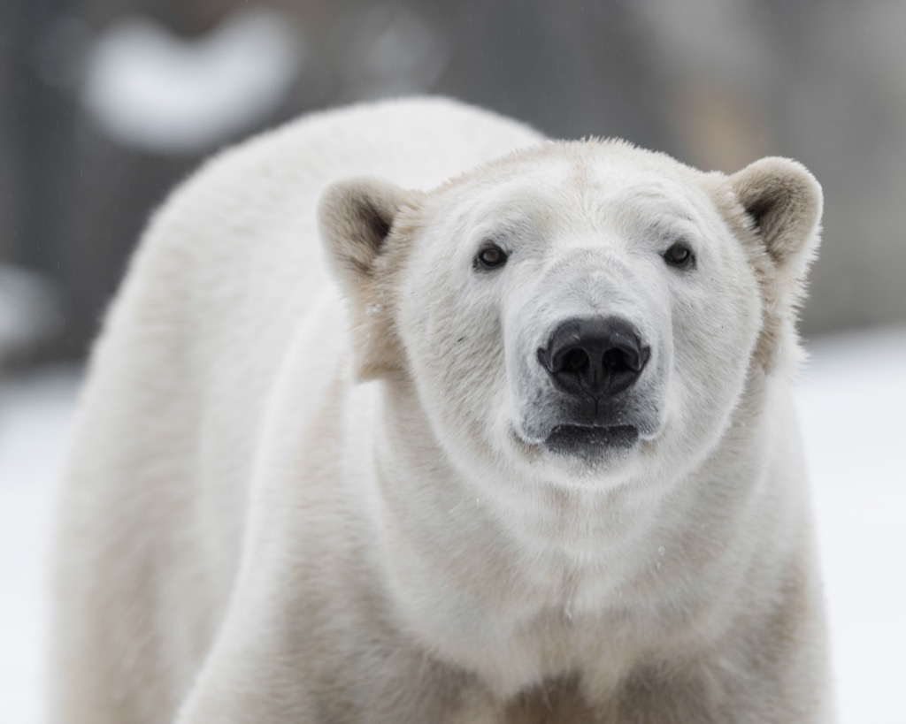 Polar bear - deadliest animals